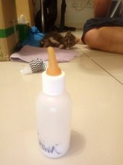 Ah Gray - Domestic Short Hair Cat