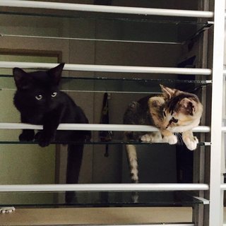 Playing with his sister Harriet. 