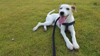 Chloe - Mixed Jack Russell  - Mixed Breed Dog