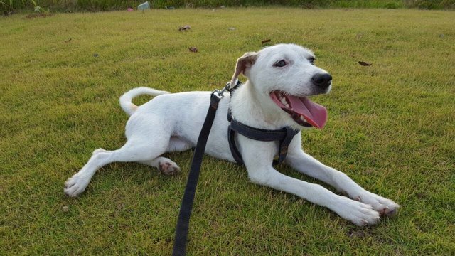 Chloe - Mixed Jack Russell  - Mixed Breed Dog