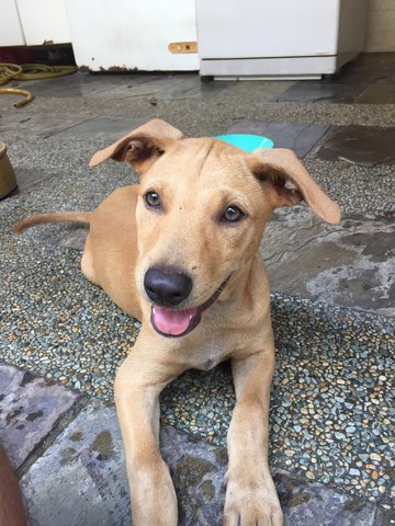 2 Handsome Boys - Mixed Breed Dog