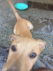 2 Handsome Boys - Mixed Breed Dog