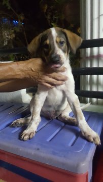 Spotty - Mixed Breed Dog