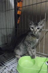 Hi !  Meoww..  my foster always cant distinguish us :)