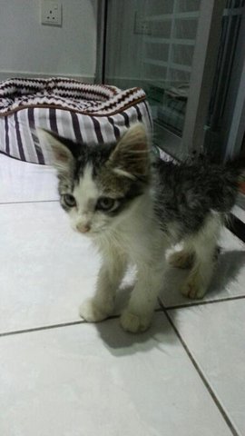 Abyssinian Long Hair Mix, 2 Month Female - Abyssinian + Domestic Long Hair Cat