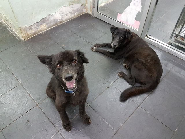 Libby &amp; Mus - Labrador Retriever Mix Dog