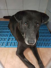 Libby &amp; Mus - Labrador Retriever Mix Dog