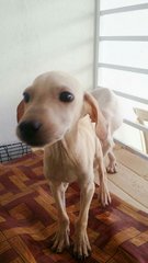 Puppies For Adoption - Mixed Breed Dog