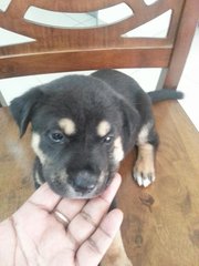 Puppies For Adoption - Mixed Breed Dog