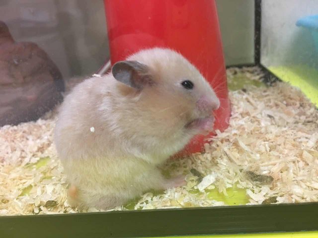 Hamster - Syrian / Golden Hamster Hamster