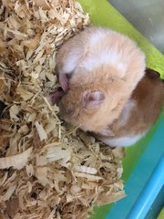 Hamster - Syrian / Golden Hamster Hamster