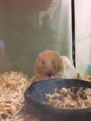 Hamster - Syrian / Golden Hamster Hamster