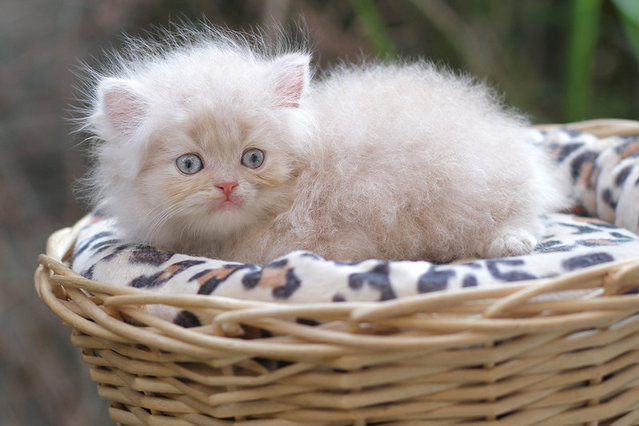 Barley - Persian Cat