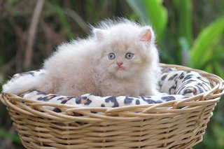 Barley - Persian Cat