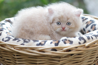 Barley - Persian Cat