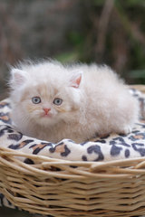 Barley - Persian Cat