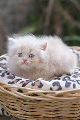 Barley - Persian Cat