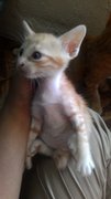 Anak Kucing - Domestic Short Hair Cat