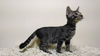 PF82150 - Domestic Short Hair Cat