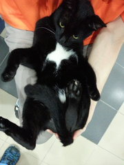 Hitam Manis - Domestic Short Hair Cat