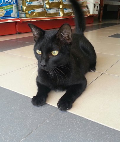 Hitam Manis - Domestic Short Hair Cat