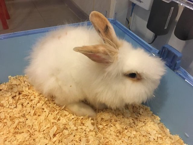 Mochi - Lionhead Rabbit