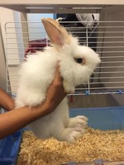 Mochi - Lionhead Rabbit