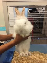 Mochi - Lionhead Rabbit