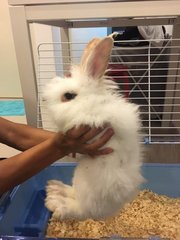 Mochi - Lionhead Rabbit