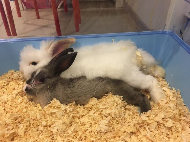 Mochi And Ashy - Beveren + Lionhead Rabbit