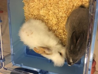 Mochi And Ashy - Beveren + Lionhead Rabbit