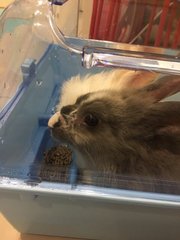 Mochi And Ashy - Beveren + Lionhead Rabbit