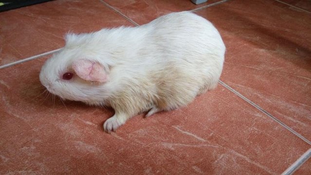 Guinea Pig (American) - Guinea Pig Small & Furry