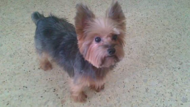 Jackie - Silky Terrier Dog