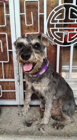 Oscar - Schnauzer Dog