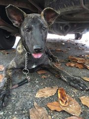 Brindle Puppy-fa Fa - Dutch Shepherd Mix Dog