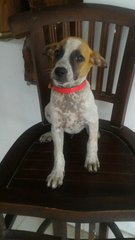 Ononiz - Mixed Breed Dog