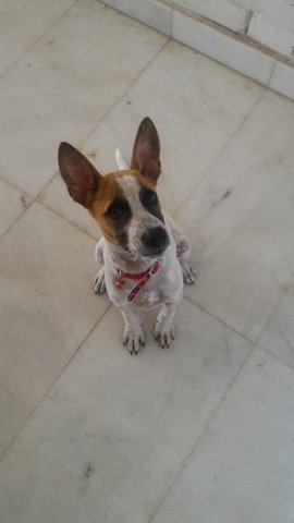 Ononiz - Mixed Breed Dog