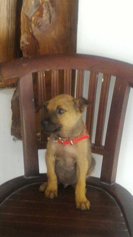 Cinnamonz - Mixed Breed Dog