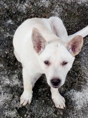 white pup