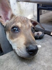 Brown Pup