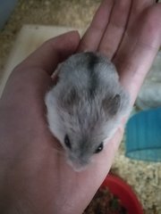 Hammy - Short Dwarf Hamster Hamster