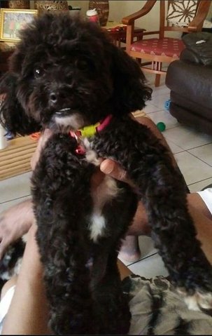 Olivia - Poodle Dog