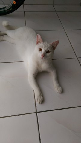 Buddy - Domestic Short Hair Cat