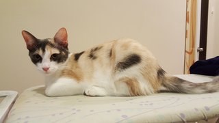 Faded - Domestic Medium Hair + Tortoiseshell Cat