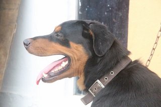 Rocky - Rottweiler Dog