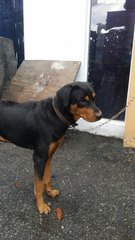 Rocky - Rottweiler Dog