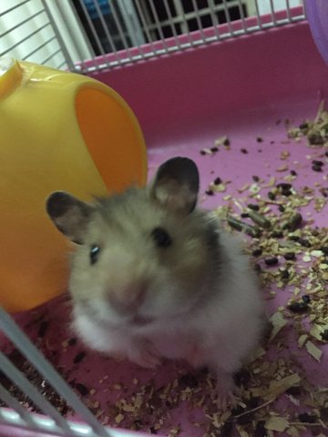 Syrian Hamster - Syrian / Golden Hamster Hamster