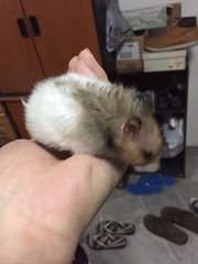 Syrian Hamster - Syrian / Golden Hamster Hamster