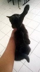 3 Poor Kittens Will Be Homeless Soon - Domestic Short Hair Cat